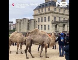 Vincennes Parade of camelids takes place outside the Chateau de 1024x576 1